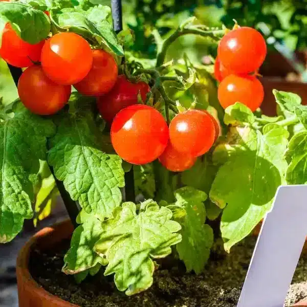 5 consigli efficaci per proteggere i pomodori dal sole!