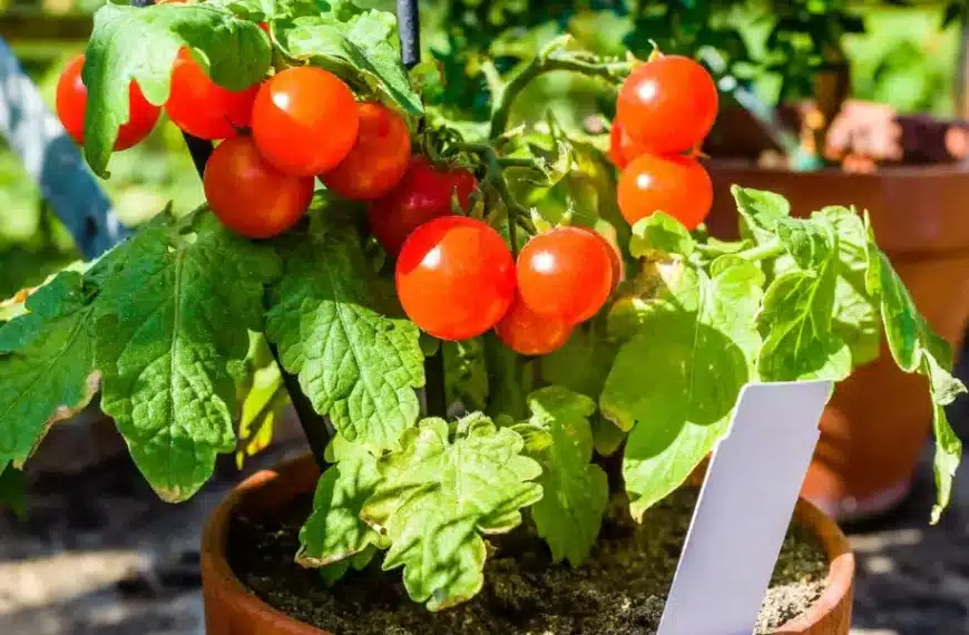 5 consigli efficaci per proteggere i pomodori dal sole!