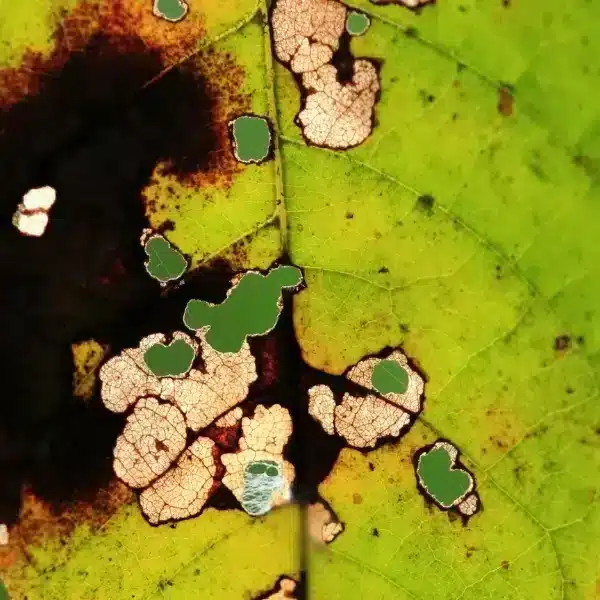 Combattere l’annerimento delle punte delle foglie: scoprite le cause e i nostri consigli di giardinaggio per rimediare alla situazione
