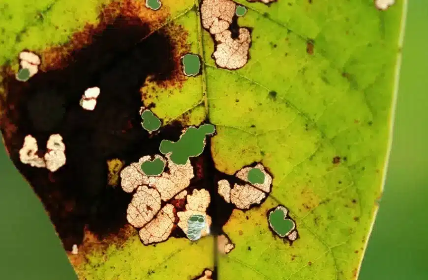 Combattere l’annerimento delle punte delle foglie: scoprite le cause e i nostri consigli di giardinaggio per rimediare alla situazione