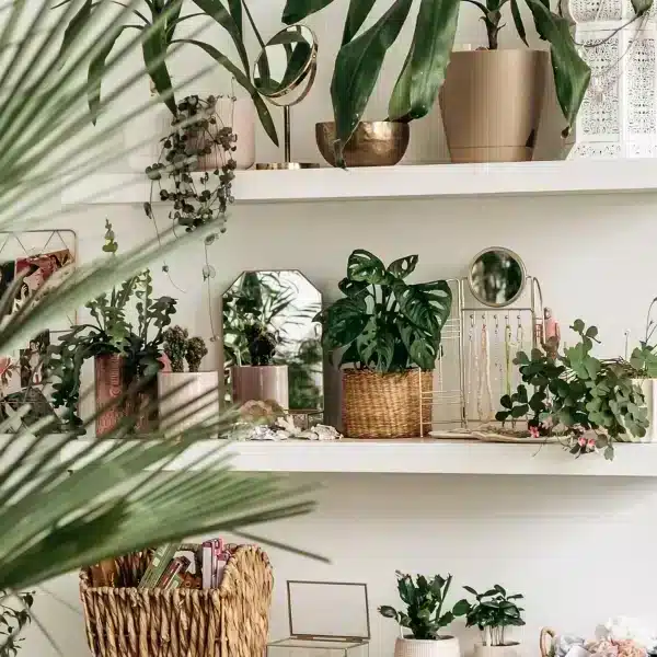 Coltivare il benessere in casa: 7 piante da appartamento indispensabili per un tocco di freschezza e colore
