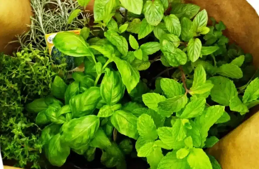 Come si curano le piante aromatiche e le erbe acquistate al supermercato?