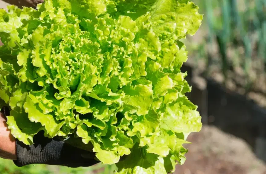 I consigli del giardiniere per evitare che le lattughe vadano a seme: scoprite perché e come