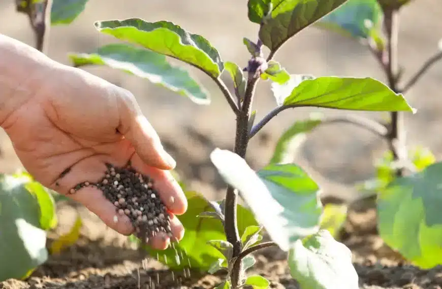Migliorate il sapore dei vostri ortaggi con queste 9 ricette di fertilizzanti fatti in casa: consigli essenziali per un orto ricco e saporito