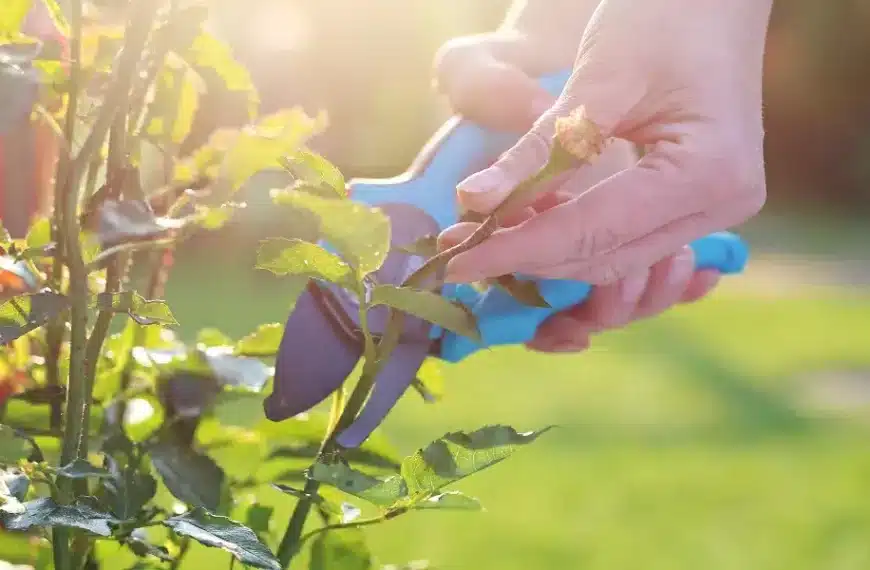 Consigli di giardinaggio: curare le rose di copertura e scegliere le varietà migliori