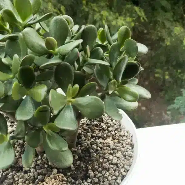 Consigli di giardinaggio: come proteggere il vostro albero di giada dalle alte temperature estive