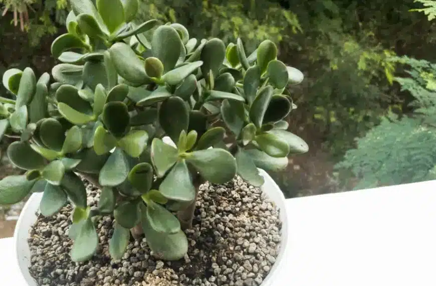Consigli di giardinaggio: come proteggere il vostro albero di giada dalle alte temperature estive