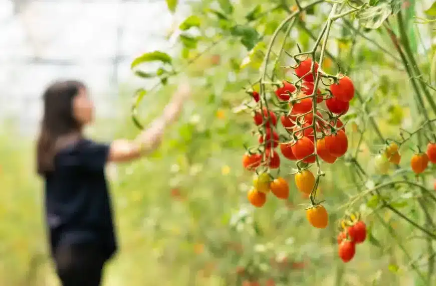 Coltivare pomodori in piena estate: 3 semplici consigli per un orto che fiorisce in agosto