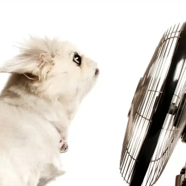 Come potete mantenere il vostro cane fresco durante l’ondata di caldo con semplici consigli da usare a casa?