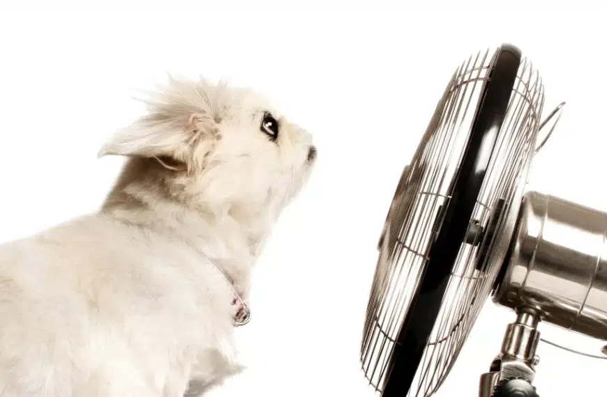Come potete mantenere il vostro cane fresco durante l’ondata di caldo con semplici consigli da usare a casa?