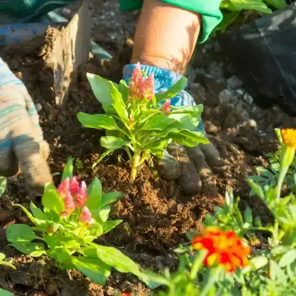 Scoprite gli 8 fiori estivi resistenti alla siccità per un giardino fiorito e senza preoccupazioni!