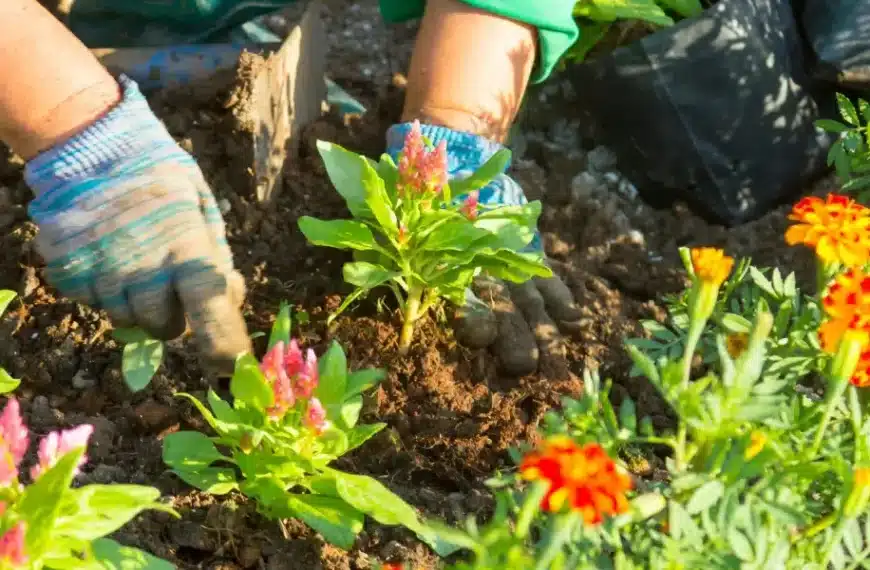 Scoprite gli 8 fiori estivi resistenti alla siccità per un giardino fiorito e senza preoccupazioni!