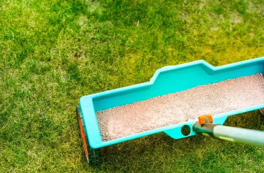 Quale concime devo usare per il mio prato in estate? Quando e come applicarlo per mantenere il prato verde con il caldo?