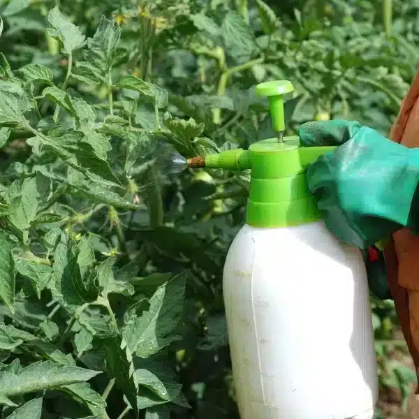 Concime naturale per pomodori: ricette tramandate di generazione in generazione