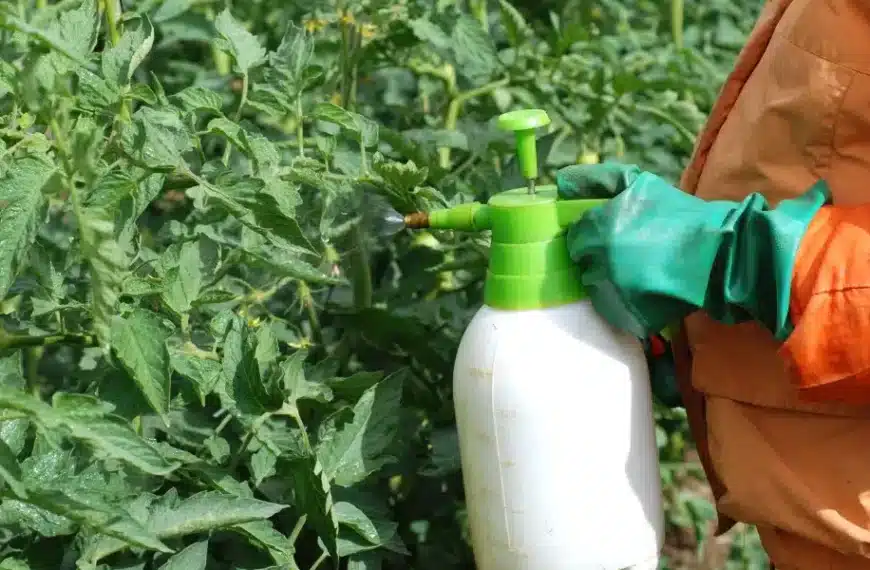 Concime naturale per pomodori: ricette tramandate di generazione in generazione