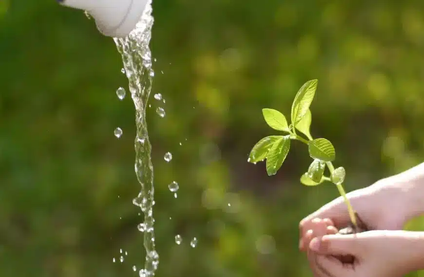 Consigli per il giardinaggio: padroneggiare l’arte del risparmio idrico e avere comunque un giardino rigoglioso