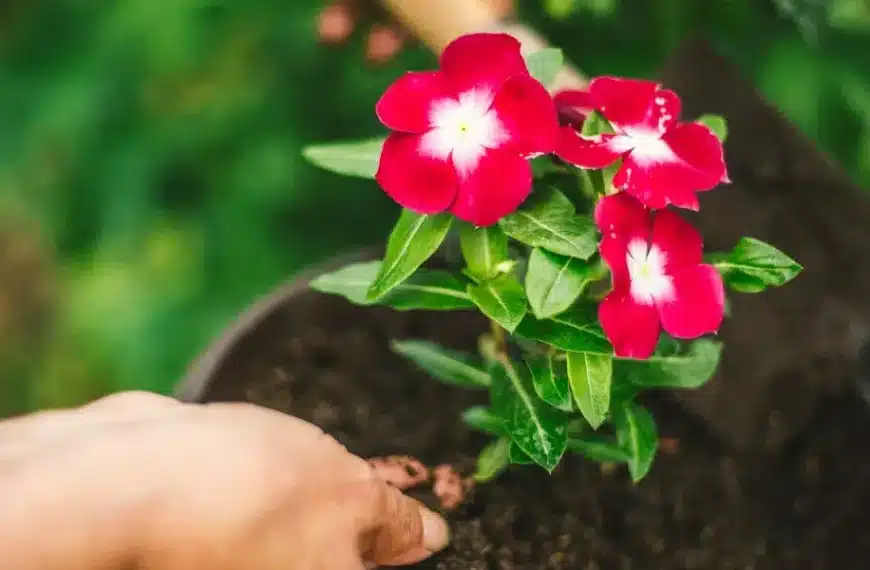 Trasformate il vostro giardino con questi consigli per coltivare rose rigogliose e spettacolari