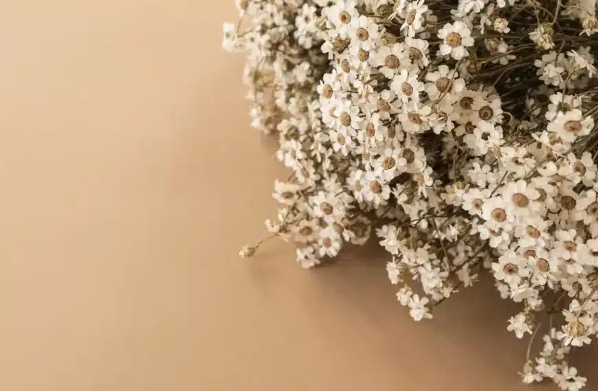 Quali sono i fiori migliori da coltivare per i bouquet secchi? Varietà per bellissime composizioni