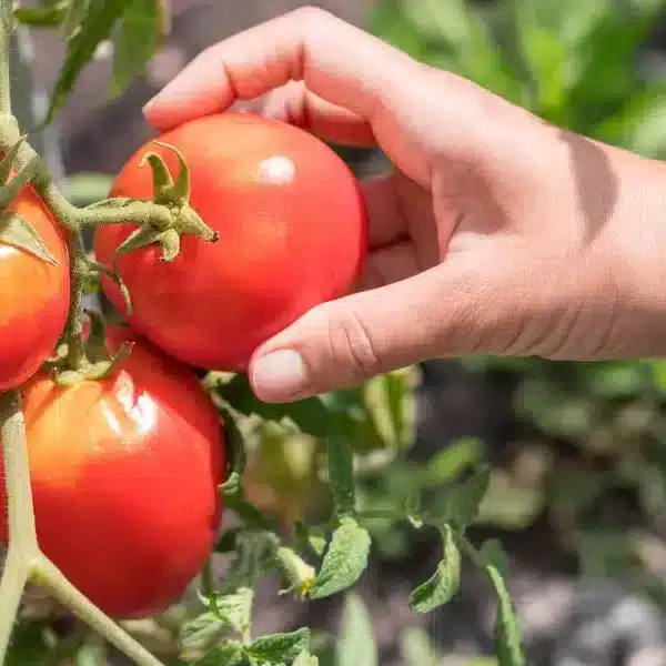 Massimizzare l’orto: prolungare il raccolto di pomodori fino all’autunno con questi 3 consigli poco conosciuti