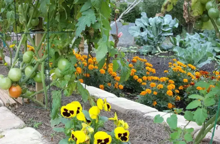 Creare un giardino di campagna senza sforzo: consigli essenziali per uno spazio verde a bassa manutenzione
