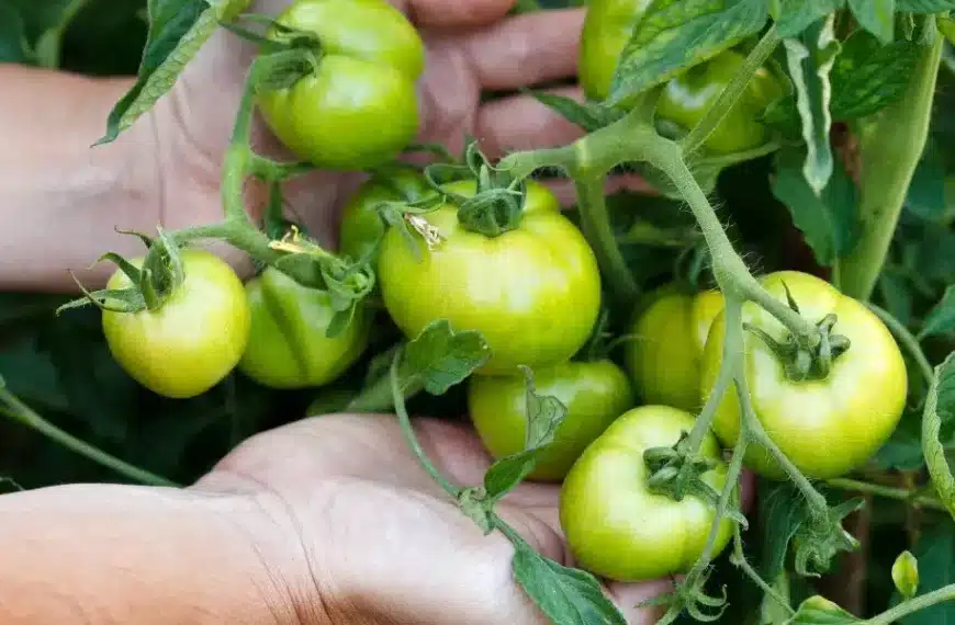 Perché i pomodori non maturano? Scoprite i 4 motivi e i nostri consigli per un orto rigoglioso
