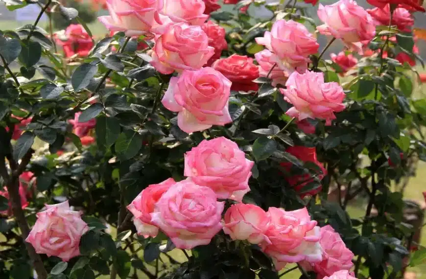 Come posso diserbare le rose senza usare prodotti chimici? Qual è la tecnica migliore?