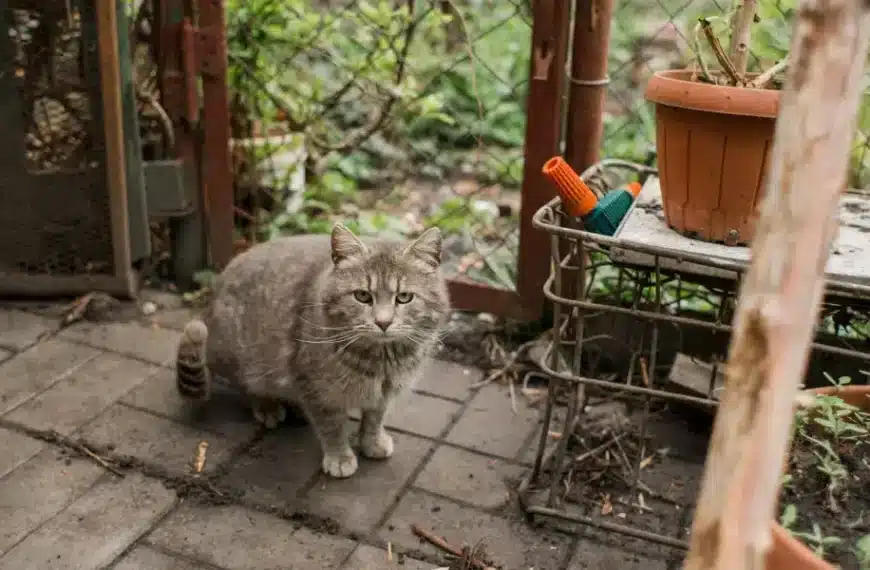 Imparate a tenere i gatti lontani dagli spazi verdi con questi metodi efficaci!
