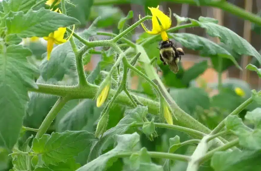 Come vengono impollinati i fiori di pomodoro?
