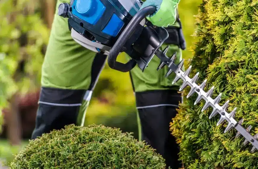 Consigli per un giardino splendente: scoprite perché la potatura di piante e alberi è fondamentale