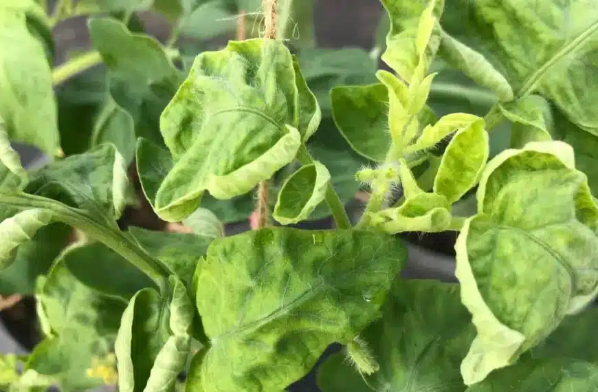Perché le foglie dei pomodori si arricciano: consigli per un orto rigoglioso