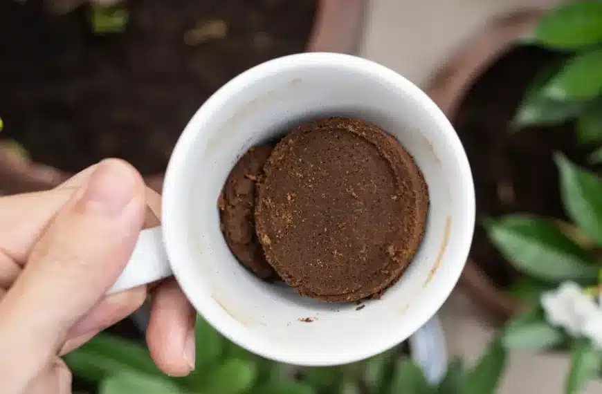 Scoprite come trasformare i fondi di caffè in un efficace repellente per la vostra casa!