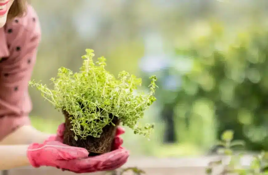 Consigli di giardinaggio inaspettati per sfruttare al meglio ogni centimetro del vostro piccolo angolo verde