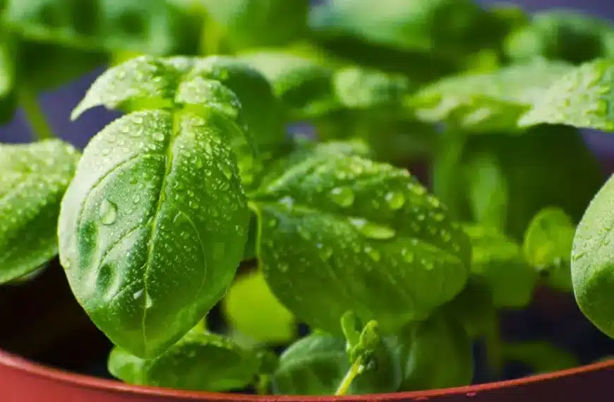 Scoprite i segreti per mantenere verde il vostro basilico in vaso ed evitare che muoia!