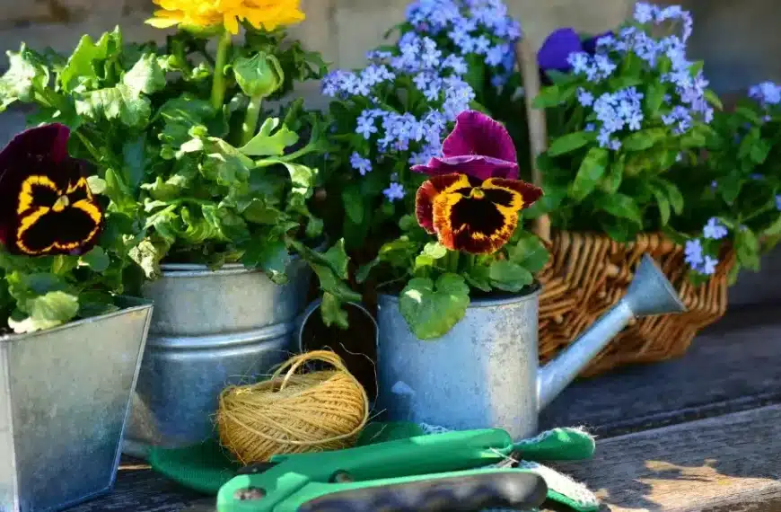 Semina e dimentica: 6 fiori estivi che non hanno bisogno di acqua – un must per tutti i giardinieri