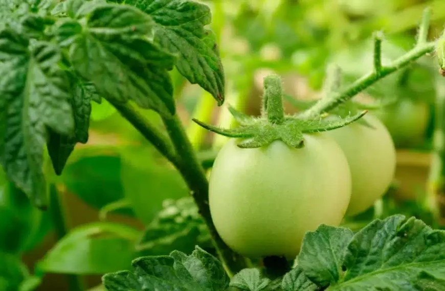 I vostri pomodori non stanno diventando rossi! Niente panico: vi mostriamo come rimediare alla situazione.