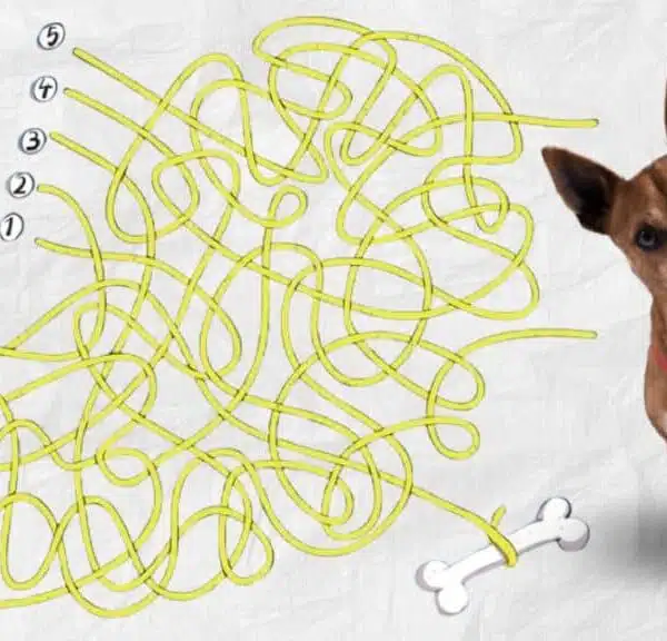 Sfida visiva: siete abbastanza veloci da guidare il cane verso il suo osso in meno di 10 secondi?