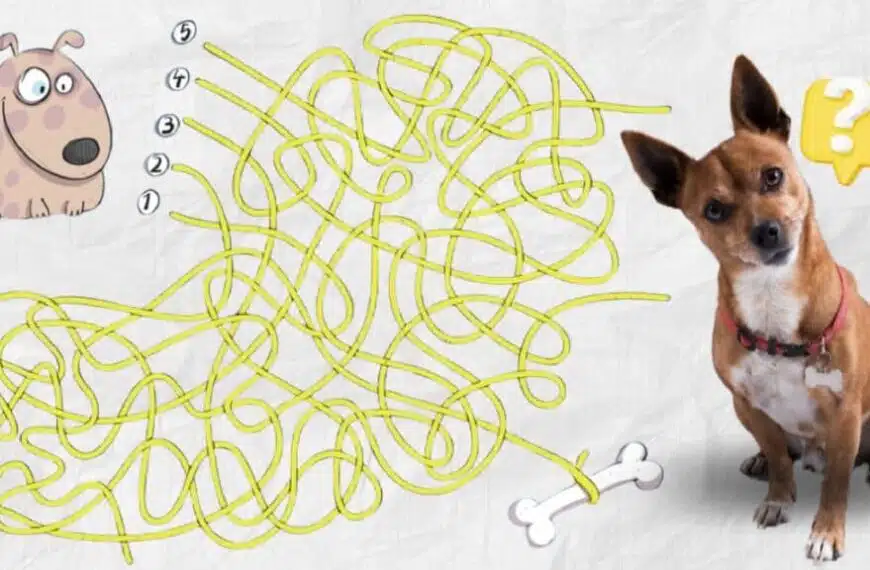 Sfida visiva: siete abbastanza veloci da guidare il cane verso il suo osso in meno di 10 secondi?
