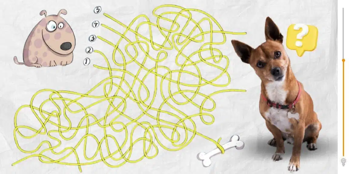 Sfida visiva: siete abbastanza veloci da guidare il cane verso il suo osso in meno di 10 secondi?