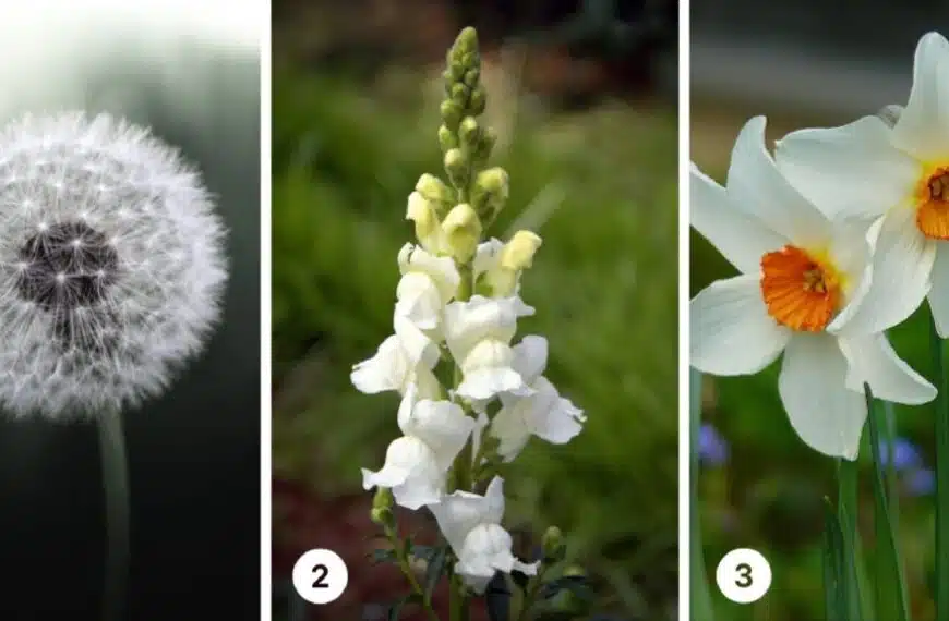 Test della personalità: quale fiore bianco sceglieresti? Scoprite se siete uno spirito conservatore o un’anima avventurosa!