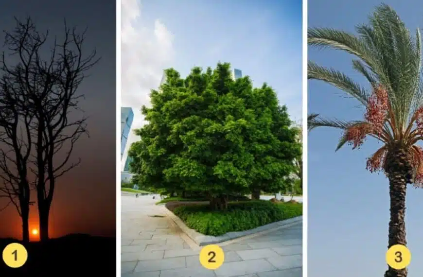 Test della personalità: scoprite il tratto principale del vostro carattere selezionando uno dei 3 alberi misteriosi!