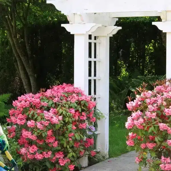 Trasformate il vostro giardino in un’oasi di pace: consigli per scegliere e installare il pergolato perfetto!