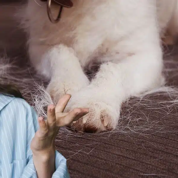 Vivete con un cane a pelo lungo? Ecco alcuni consigli per mantenere la vostra casa splendente!