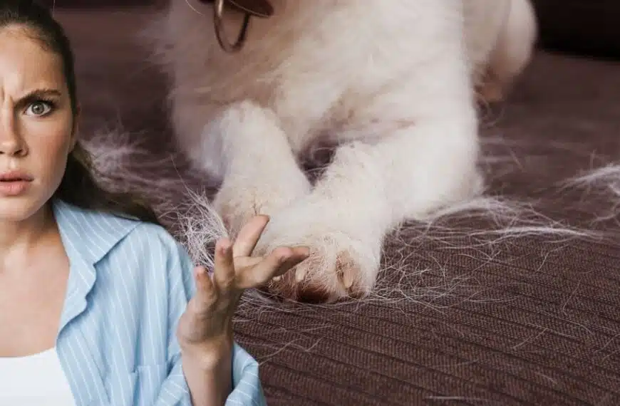 Vivete con un cane a pelo lungo? Ecco alcuni consigli per mantenere la vostra casa splendente!