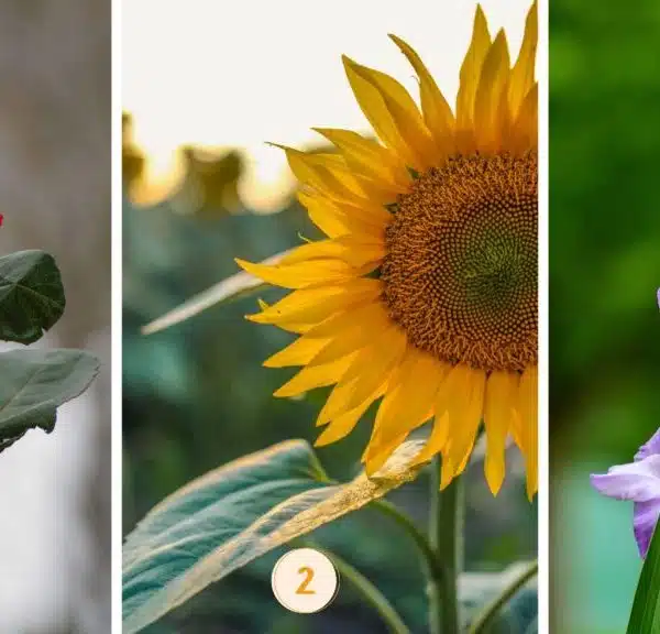 Test della personalità: il fiore che scegliete rivela se siete metodici o impulsivi! Scopritelo ora!