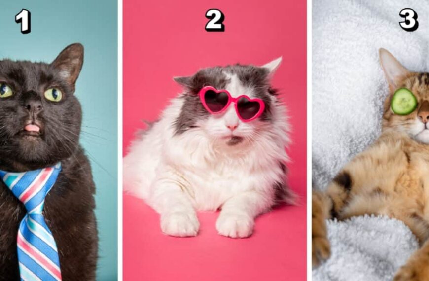 Test della personalità: scegli il tuo gatto divertente preferito tra questi 3 e scopri se sei un maestro dell’organizzazione o un’anima bohémien!