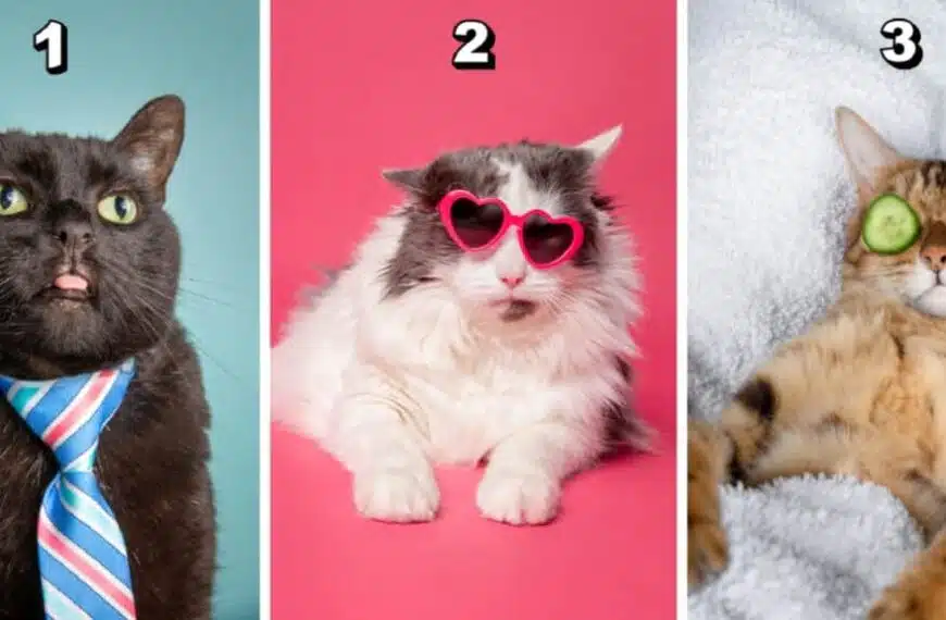 Test della personalità: scegli il tuo gatto divertente preferito tra questi 3 e scopri se sei un maestro dell’organizzazione o un’anima bohémien!
