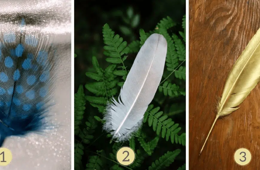 Test della personalità: sei il re delle feste o l’anima solitaria? Seleziona una delle 3 piume per rivelare i segreti della tua natura festosa!