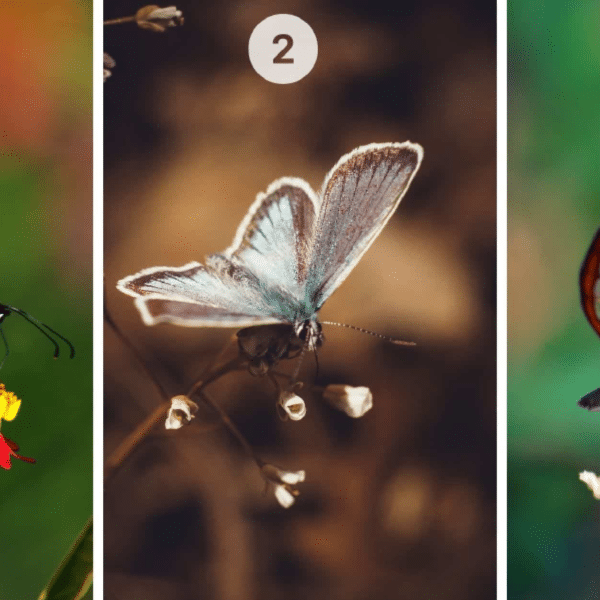 Test della personalità: quale farfalla tra le 3 ti attrae di più? Rivela la tua natura, scettica o fiduciosa!