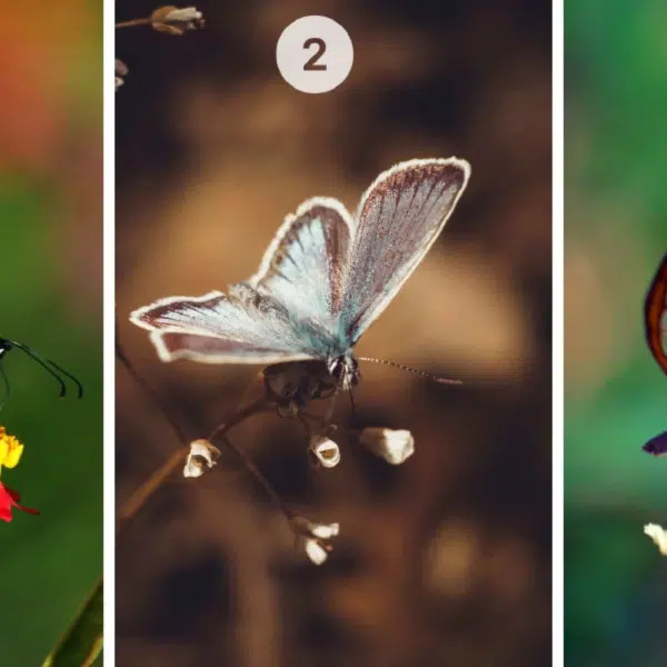 Test della personalità: quale farfalla tra le 3 ti attrae di più? Rivela la tua natura, scettica o fiduciosa!