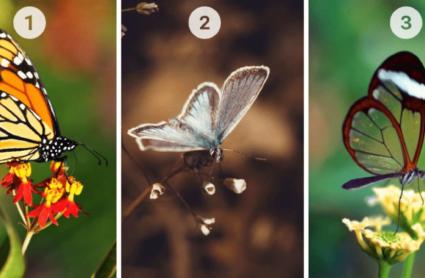 Test della personalità: quale farfalla tra le 3 ti attrae di più? Rivela la tua natura, scettica o fiduciosa!